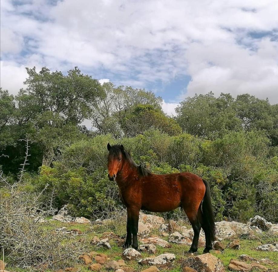 Casa Susanna Rural Sardinia Bed & Breakfast Sini Eksteriør bilde